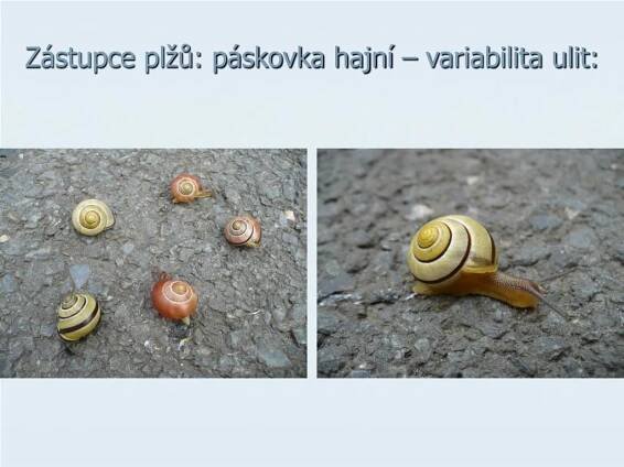 PPT - MĚKKÝŠI PowerPoint Presentation, free download - ID:3518606