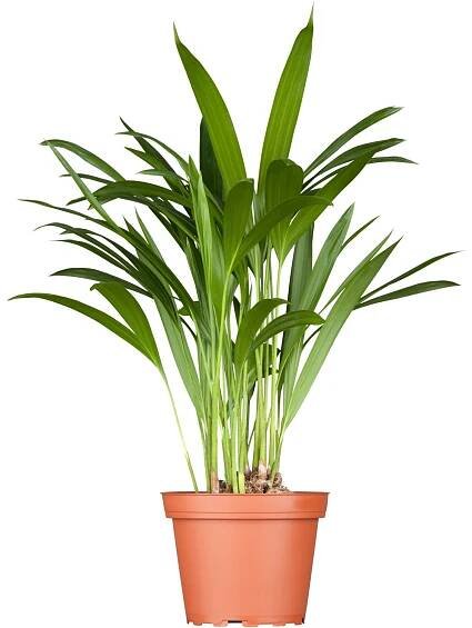 GROW by OBI Chrysalidokarpus nažloutlý (Dypsis Lutescens)"Areca"60-70cm, pr.17cm