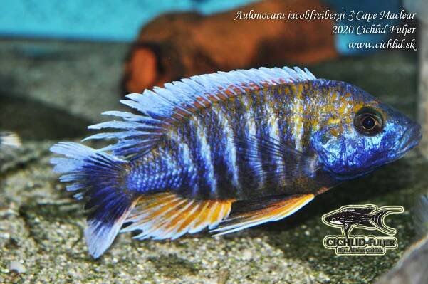 Aulonocara jacobfreibergi "Cape Maclear"