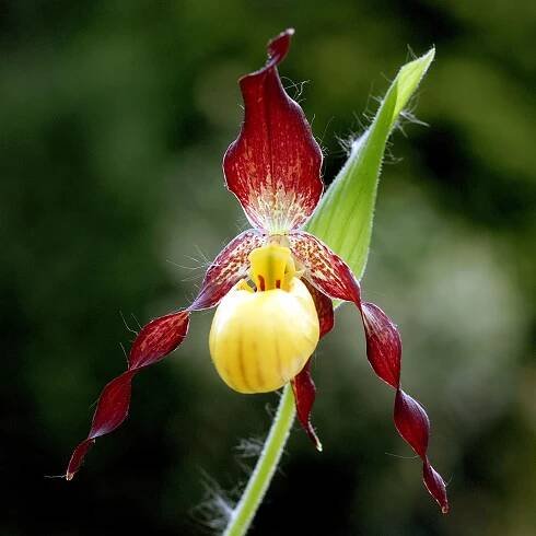 Soubor:Cypripedium parviflorum Orchi 014.jpg