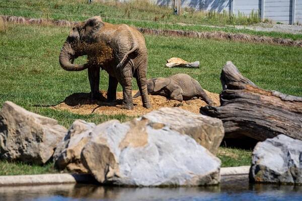 Návštěvnický rekord i řada odchovů. Zoo Zlín hlásí nejlepší rok v historii