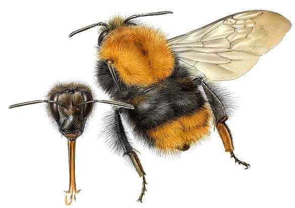 Čmeláci PLUS - Čmelák rolní - Bombus pascuorum - matka tmavá forma - female dark form - Autor Jeroen de Rond