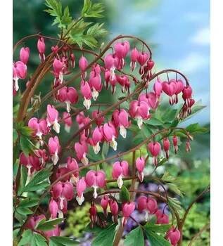 Srdcovka nádherná 'Spectabilis' 1 ks