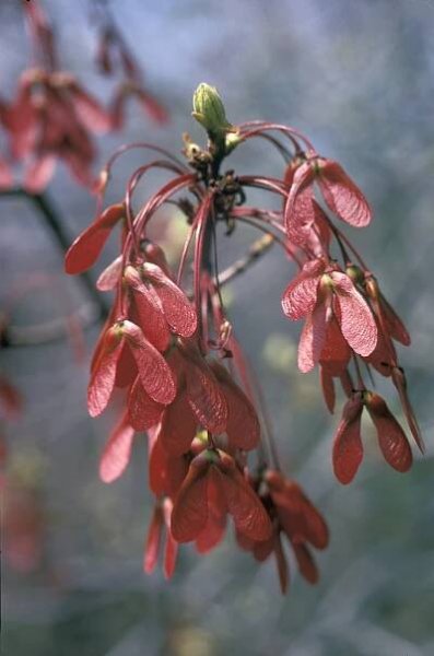 Acer rubrum (red maple): Go Botany