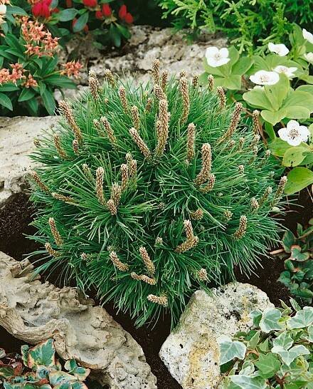 Pinus mugo ´Mops´, Borovice kleč, 40-50 cm, C15