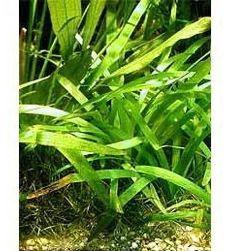 Sagittaria platyphylla