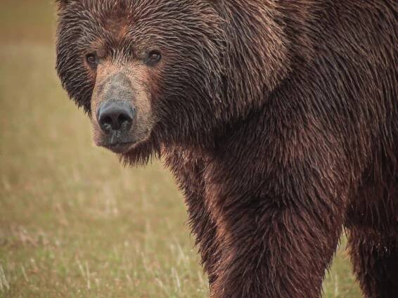 Alaska Bear Adventures (2025) - All You Need to Know BEFORE You Go (with Reviews)