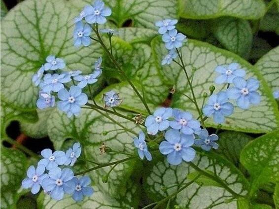 brunela