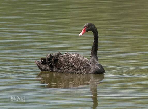 Cisne Negro/Black Swan/Cygnus atratus | Birds Colombia|La Voz de las Aves