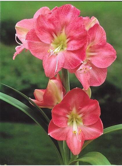 Amarylis Susan