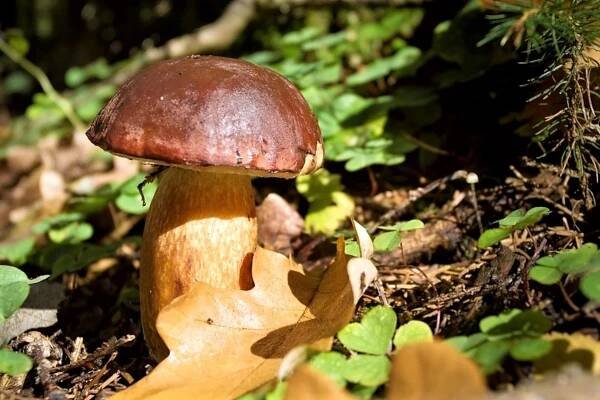  Hřib hnědý (Boletus badius) patří mezi naše nejběžnější a také nejoblíbenější druhy hub. Roste ve všech typech jehličnatých i smíšených lesů zejména koncem léta a na podzim. 