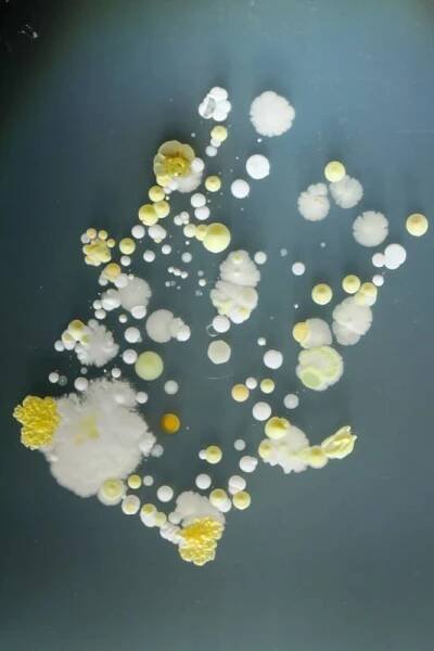 PhoneBacteria2-682x1024.jpg   bacteria on mobile phones study