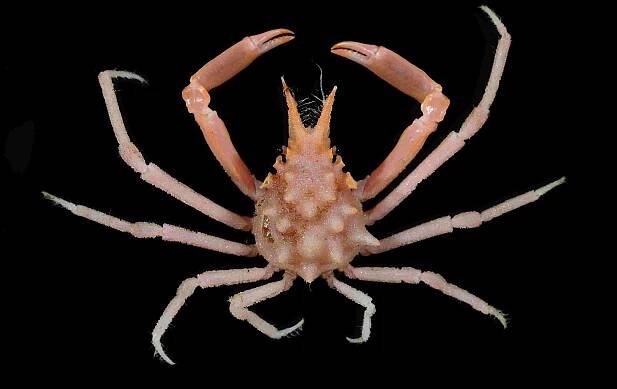 Crab Database · Krabi