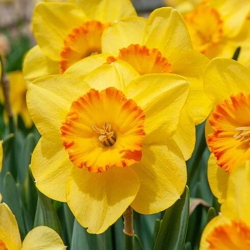 Daffodil Delibes from Colorblends