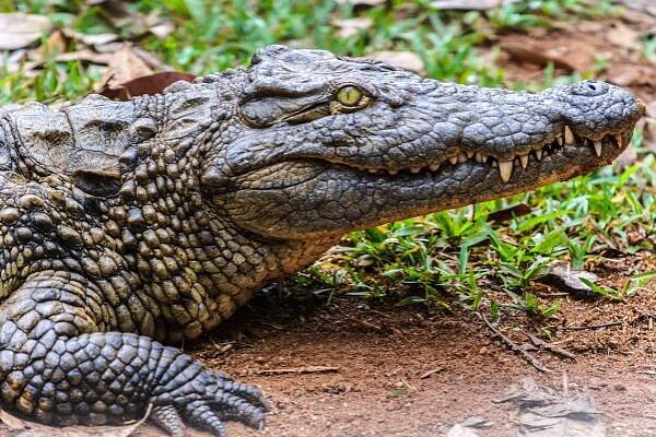 Krokodýl nilský je obávaným predátorem afrických řek - Krokodýl nilský: africký predátor