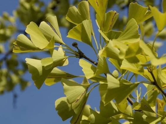 Ginkgo biloba nežádoucí účinky | Černý bez
