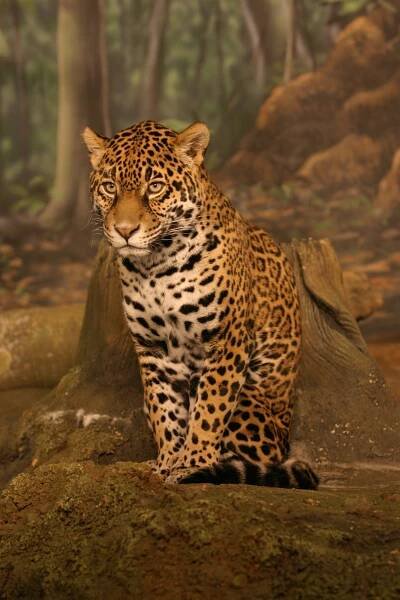 Soubor:Jaguar sitting.jpg