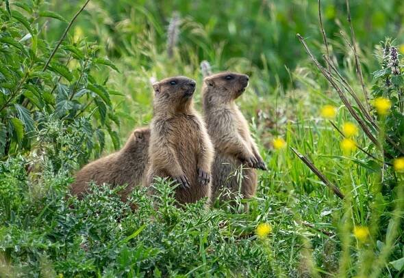 groundhogs behavior
