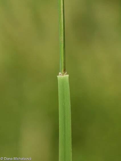 Melica ciliata – strdivka brvitá