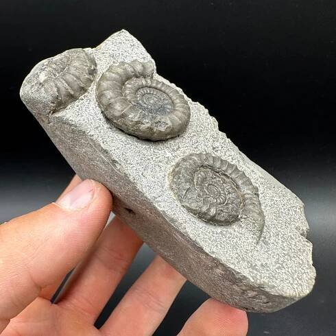 Arnioceras ammonite shell fossil with box and stand - Whitby, North Yorkshire Jurassic Coast Yorkshire Fossils