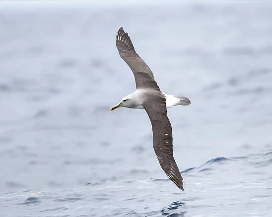 File:Thalassarche bulleri in flight 2 - SE Tasmania.jpg - Wikimedia Commons