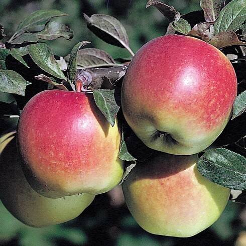 Shop – Frutunda Fruits | Kenya's Best Farming