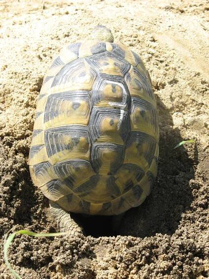 Marginata | Testudo hermanni boettgeri – želva zelenavá