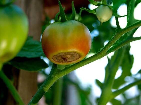 Information On Common Tomato Plant Problems