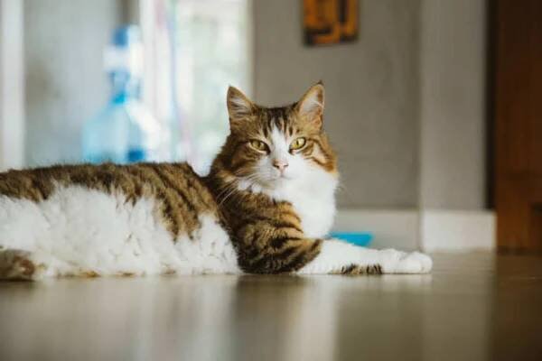 Gato aullido-2