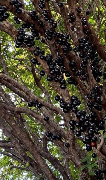 Plinia cauliflora -Sabara JABOTICABA