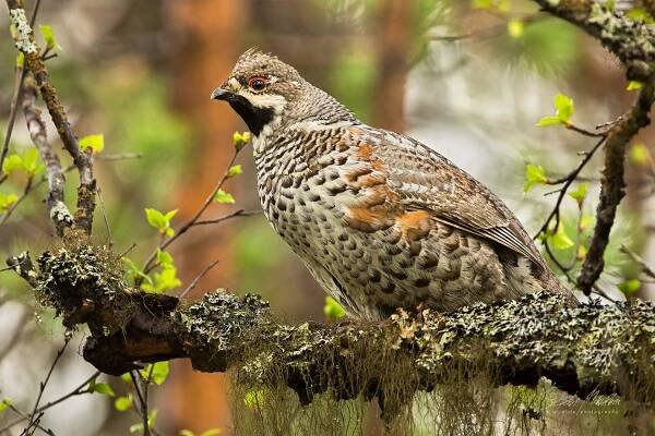 Hrabaví | Štěpán Mikulka | Wildlife fotograf