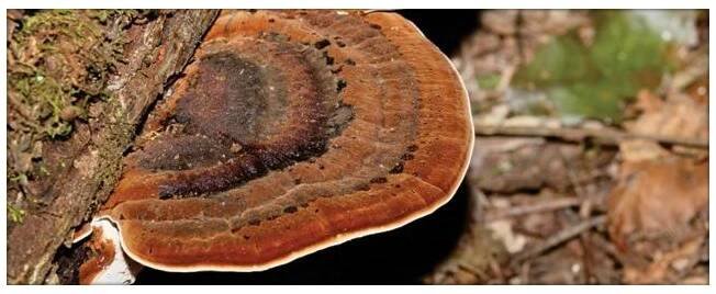 REISHI - Lesklokorka lesklá (Ganoderma lucidum), zrnitá sadba - 0,5l. - jedlehouby