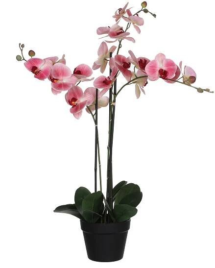 ORCHIDEJ
