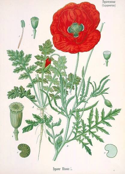 Papaver rhoeas / Red Poppy / Peprina ħamra