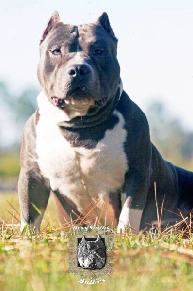 Our American Bullies -- Tri Color American Bullies and Pit Bulls - Boss Status Bullies -- Tri Color American Bully, Pacific