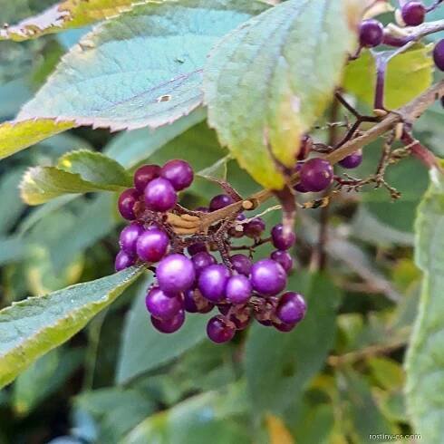 Krásnoplodka Bodinierova (Callicarpa Bodinieri)