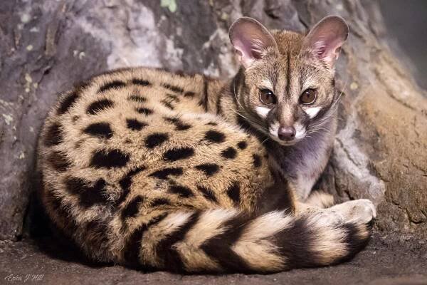 Small Exotic Pets: The Ultimate Guide - Little Pet Corner