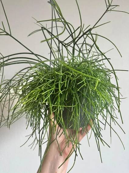 Rhipsalis cassutha – zelené vlasy – Pokojovky od Lucie