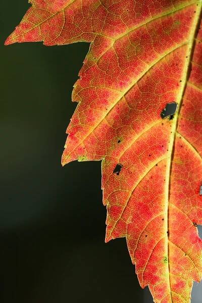 maple leaf 2