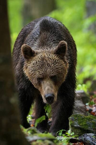 Fotoreport – Orosená obluda – WildLifeBlog
