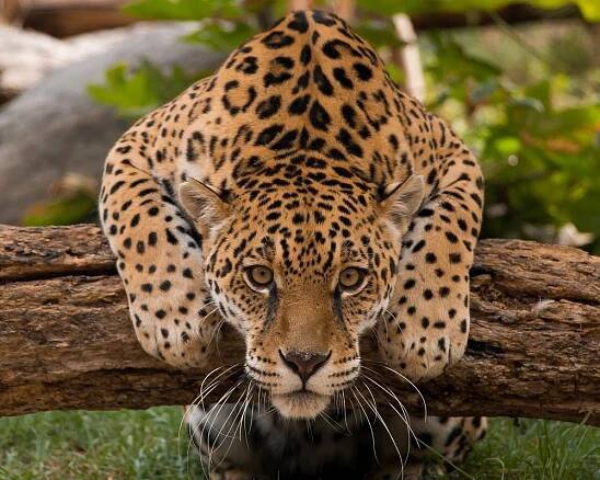 THE 10 BEST Zoos & Aquariums in Ecuador (Updated 2025)