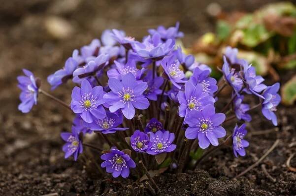 Jaterník podléška či jaterník trojlaločný (Hepatica nobilis)