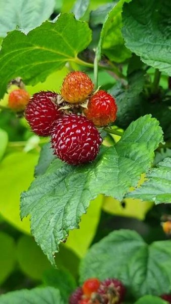 Rubus idaeus x 'Hararasp' (Raspbeary')® - Obrázek 2