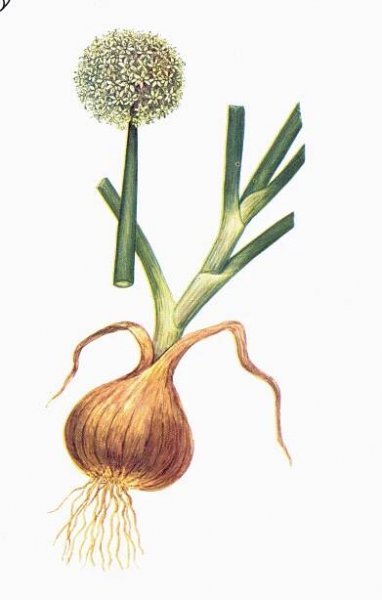 CEPA - A Text-Book of Materia Medica. By Pr. Allen Corson Cowperthwaite