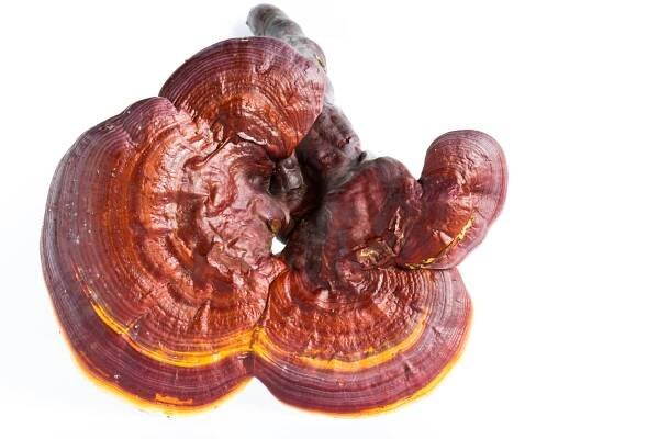 Reishi / Ling Zhi / Ganoderma lucidum