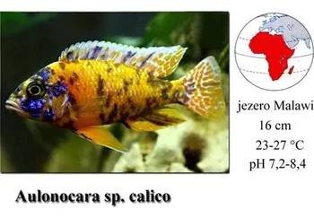 Tlamovec / Aulonocara sp. calico