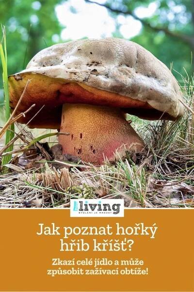 Jak rozeznat hřib kříšť