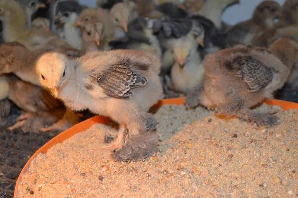 Brahma Chicks – Abika Brahma Kümesi