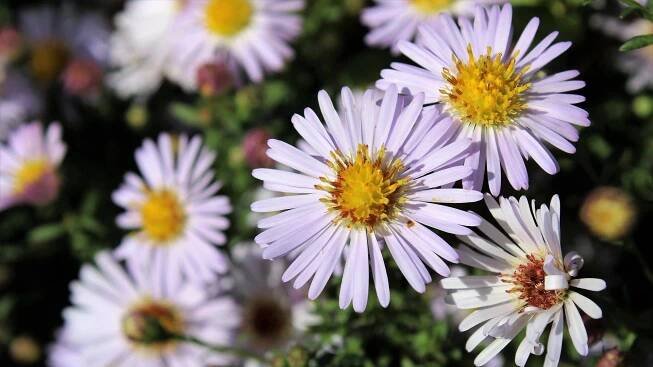 Hvězdnice chlumní (Aster amellus)