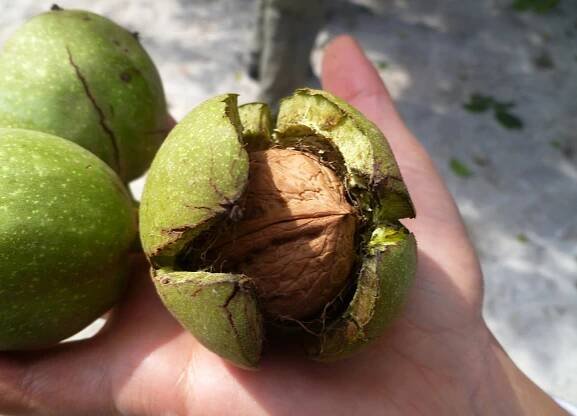 Postrach jmnem vrtule oechov. Z vlak udl hok nejedl koule